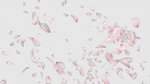 Cherry Blossom Explosion Stock Footage 154630338