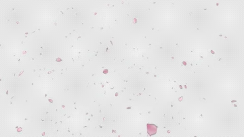 Cherry Blossom Explosion Stock Footage 224456452