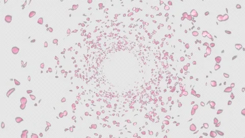 Cherry Blossom Explosion Stock Footage 240922847