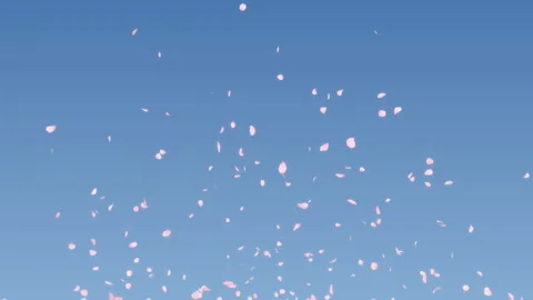 Cherry Blossom Explosion on Pastels Background Stock Footage 295931116