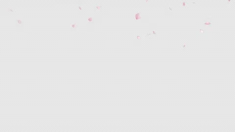 Cherry Blossom Fall on Alpha Channel Stock Footage 256120573