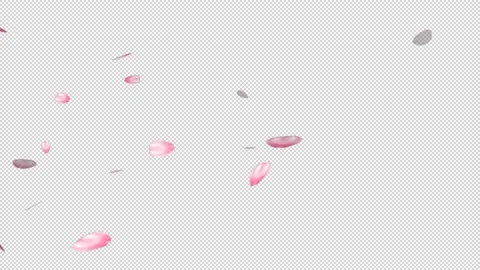 Cherry blossom fall Stock Footage 227344680