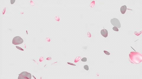 Cherry blossom fall Stock Footage 227345069