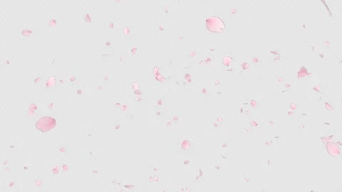 Cherry Blossom Fall Loop on Alpha Stock Footage 280672798