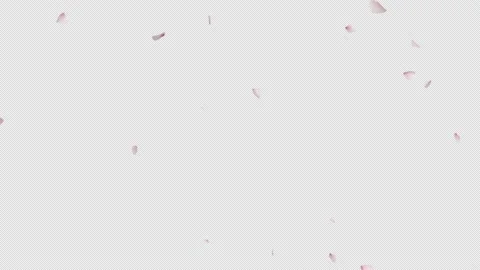 Cherry Blossom Fall Loop Stock Footage 153842066
