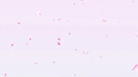 Cherry Blossom Fall Loop on Paste Stock Footage 255629847