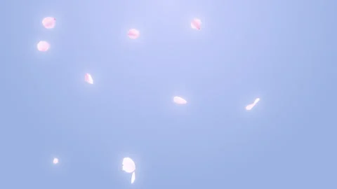 Cherry Blossom Fall Loop on Pastel Stock Footage 267004206