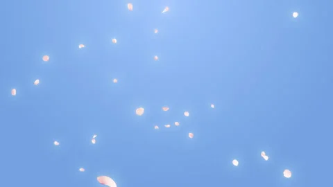 Cherry Blossom Fall Loop on Pastel Background Stock Footage 279212063