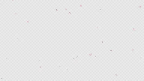 Cherry Blossom Falling 2 Clip Alpha Pack Stock Footage 318714254