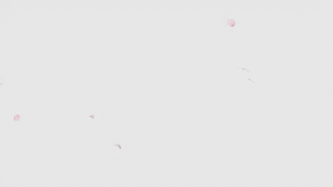 Cherry Blossom Falling 2 Pack Alpha Loop Stock Footage 319814167