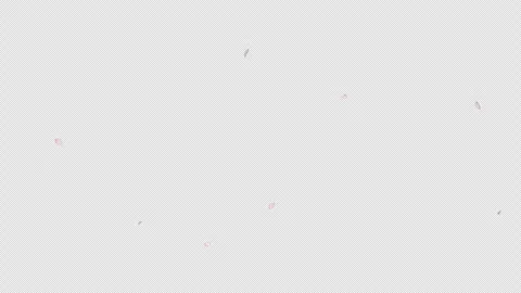 Cherry Blossom Falling Alpha Stock Footage 323429206