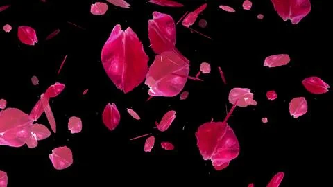 Cherry Blossom falling with Black Background for overlays. Stock Illustration