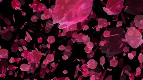 Cherry Blossom falling with Black Background for overlays. Stock Illustration