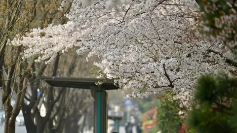 Cherry blossom falling down in slow motion Video stock 306060318