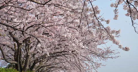 Cherry blossom falling Stock Footage 146497175