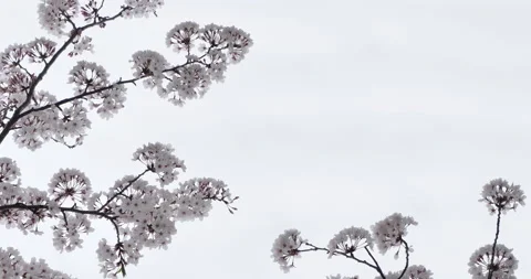 Cherry blossom falling Stock Footage 146932755