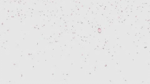 Cherry Blossom Falling Stock Footage 162886332