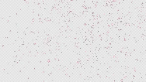 Cherry Blossom Falling Stock Footage 182871286