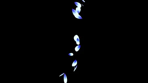 Cherry blossom falling petals on black background. Video stock 311599547