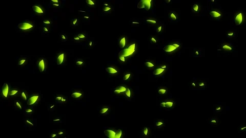 Cherry blossom falling petals on black background. Stock Footage 311599548