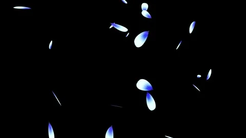 Cherry blossom falling petals on black background. Stock Footage 311599549