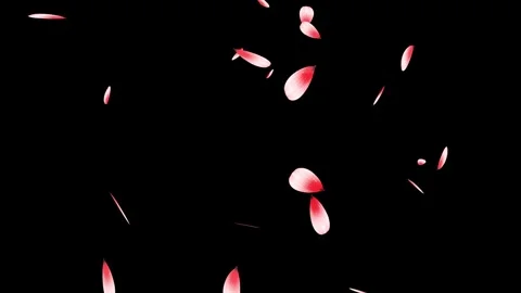 Cherry blossom falling petals on black background. Stock Footage 311599550