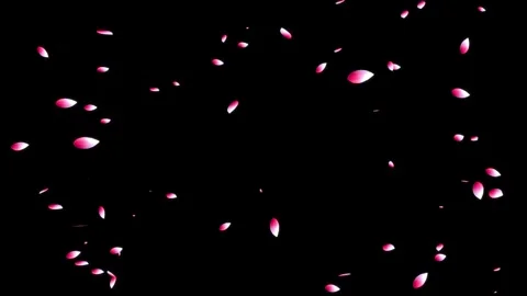Cherry blossom falling petals on black background. Stock Footage 311599554