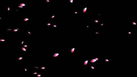 Cherry blossom falling petals on black background. Stock Footage 311599580