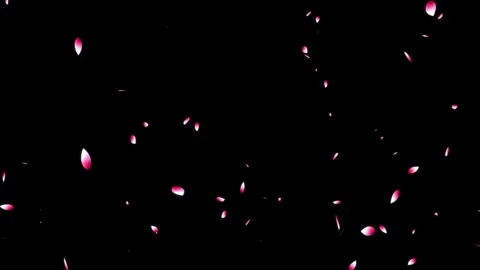 Cherry blossom falling petals on black background. Stock Footage 311599598