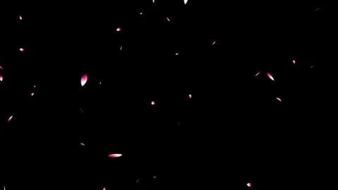 Cherry blossom falling petals on black background. Stock Footage 311599600