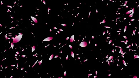 Cherry blossom falling petals on black background. Stock Footage 311599604