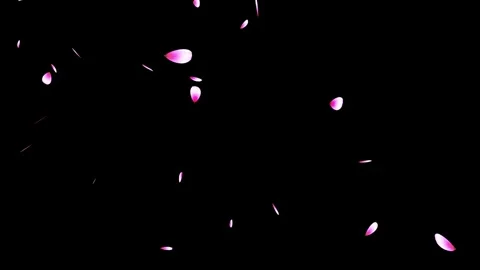 Cherry blossom falling petals on black background. Stock Footage 311599632