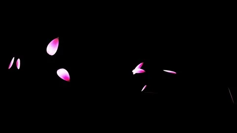 Cherry blossom falling petals on black background. Stock Footage 311599647
