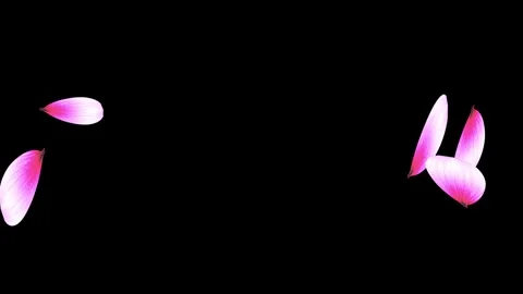 Cherry blossom falling petals on black background. Stock Footage 311599659