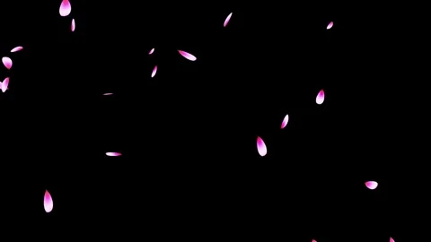 Cherry blossom falling petals on black background. Stock Footage 311599663