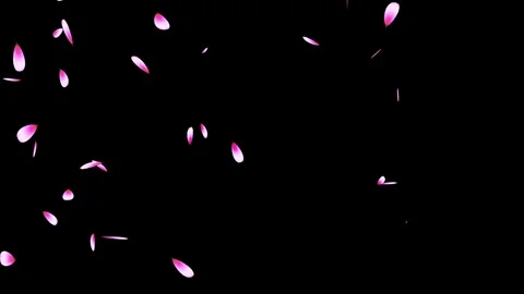Cherry blossom falling petals on black background. Stock Footage 311599664