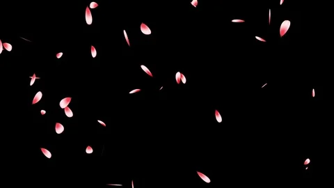 Cherry blossom falling petals on black background. Stock Footage 311599665