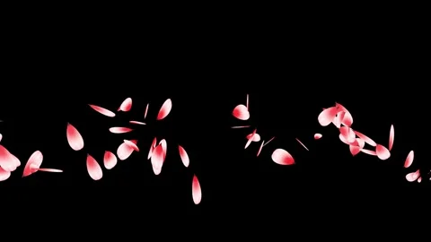 Cherry blossom falling petals on black background. Stock Footage 311599676