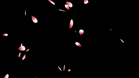 Cherry blossom falling petals on black background. Stock Footage 311599685