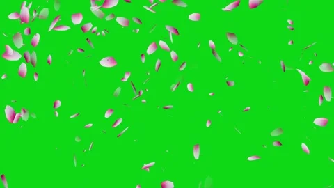 Cherry blossom falling petals on black background. Stock Footage 311599689