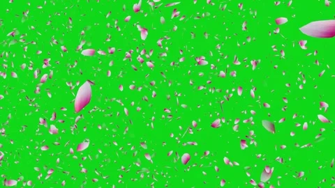 Cherry blossom falling petals on black background. Stock Footage 311599690