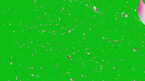 Cherry blossom falling petals on black background. Stock Footage 311599692