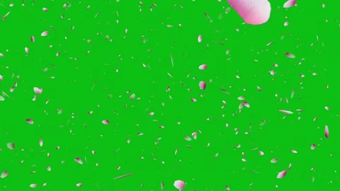 Cherry blossom falling petals on black background. Stock Footage 311599693