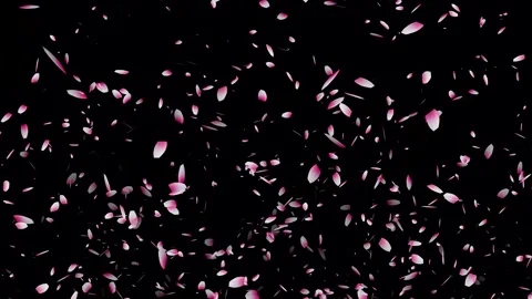 Cherry blossom falling petals on black background. Stock Footage 311599710