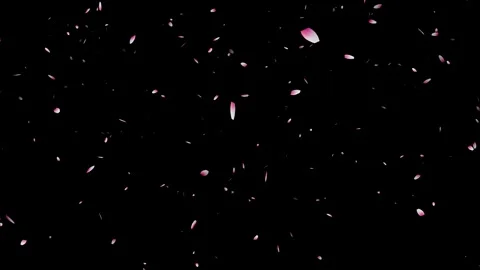 Cherry blossom falling petals on black background. Stock Footage 311599714
