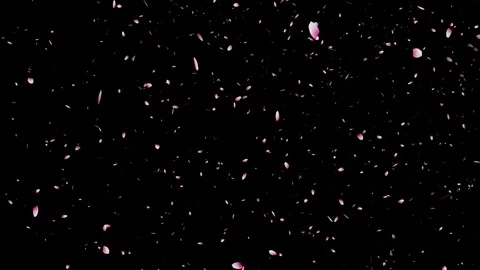 Cherry blossom falling petals on black background. Stock Footage 311599717