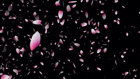 Cherry blossom falling petals on black background. Stock Footage 311599719