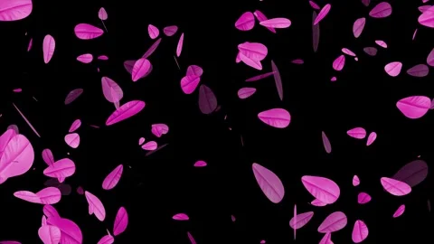 Cherry blossom falling petals on black background. Stock Footage 311599723
