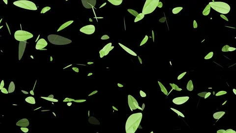 Cherry blossom falling petals on black background. Stock Footage 311599725