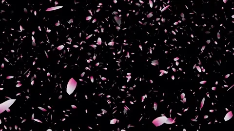 Cherry blossom falling petals on black background. Stock Footage 311599733
